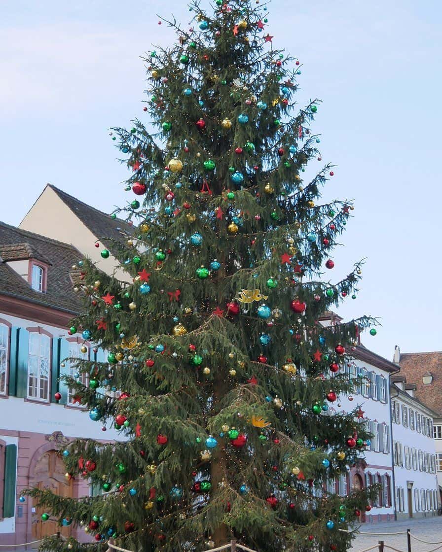 Der geschmückte Weihnachtsbaum auf dem Münsterplatz in Basel, wo im Advent der Weihnachtsmarkt steht