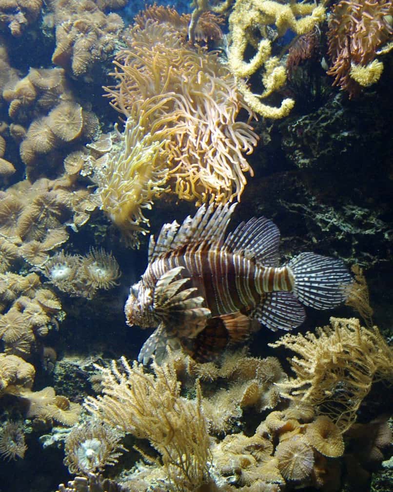 Ein Rotfeuerfisch zwischen Korallen im Vivarium des Zoo Basel
