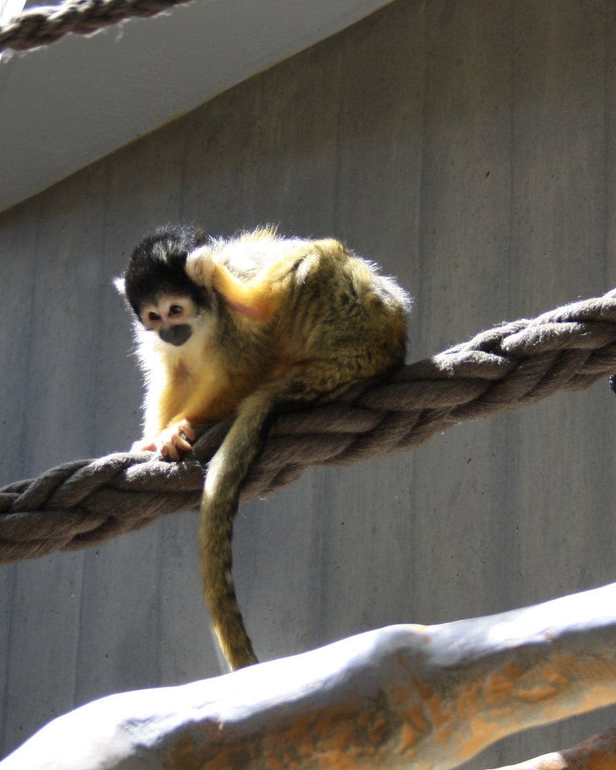 Ein Totenkopfäffchen auf einem Seil im Zoo Basel, eines der Tiere, vor denen Kinder am längsten stehen bleiben
